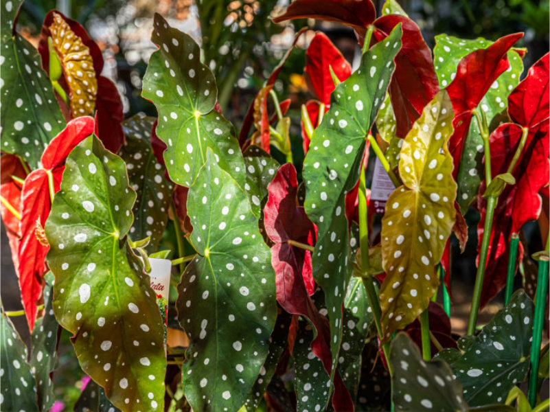 Begônia Maculata: a planta, de espécie rara, teria inspirado a mais famosa linha de sapatos no mundo